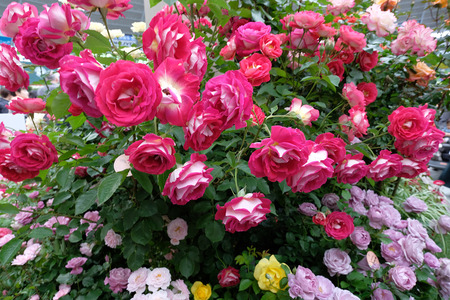 DSCF3169.jpg