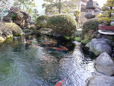 koi1.jpg