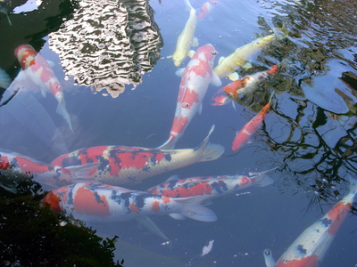 koi2.jpg